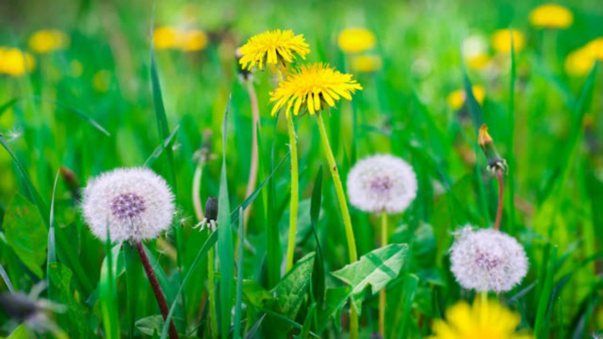 Багваахай | Эмийн ургамал судлалын төв