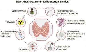 Калина при щитовидке