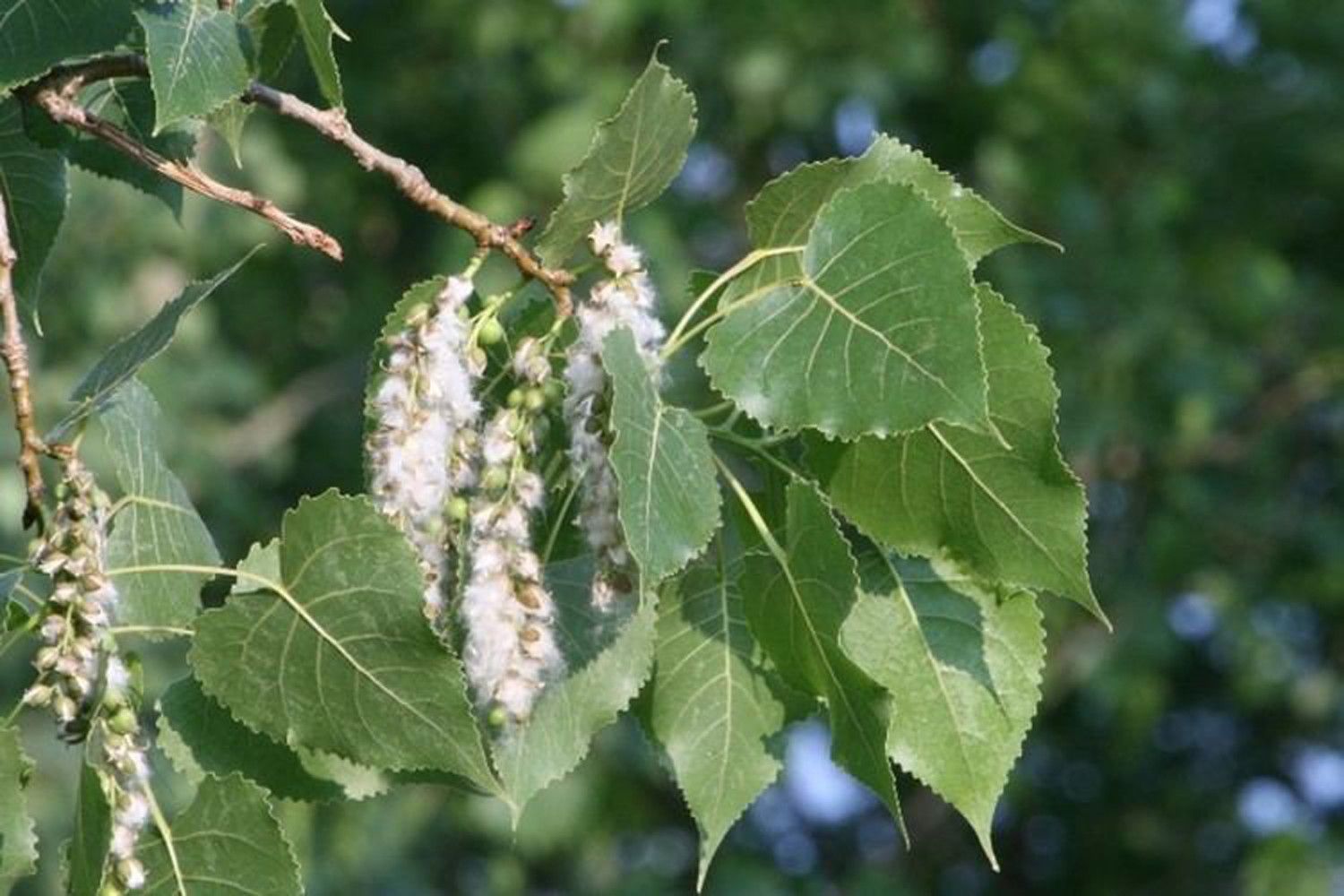 Тополь. Тополь крупнозубчатый. Тополь канадский (Populus canadensis). Тополь бальзамический (Populus balsamifera). Тополь дельтовидный лист.