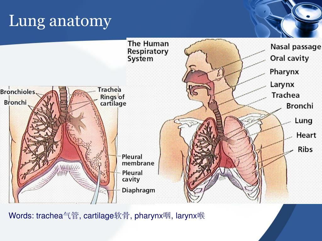 Accumulation of fluid in the lung tissues Medicinal Herbs Study Center