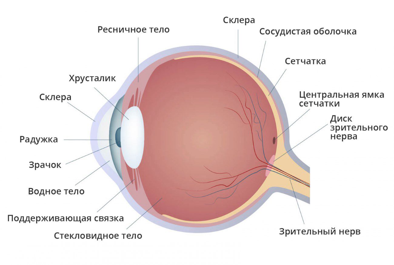 Нүд аргах, хуурайших | Эмийн ургамал судлалын төв