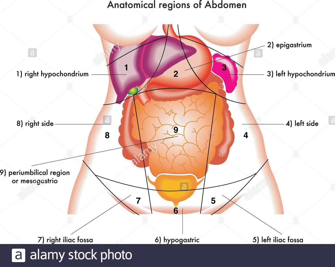 pain-in-the-right-hypochondrium-medicinal-herbs-study-center